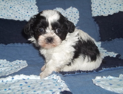 shih tzu rochester mn dolly s shih tzu pups shih tzu rochester mn dolly s shih tzu pups